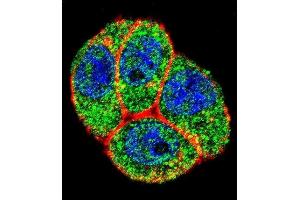 Confocal immunofluorescent analysis of PTK2 Antibody (Center) (ABIN1882121 and ABIN2842373) with Hela cell followed by Alexa Fluor 488-conjugated goat anti-rabbit lgG (green). (FAK Antikörper  (AA 396-423))