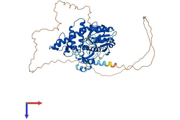 GLYR1 Protein (AA 1-546) (His tag)