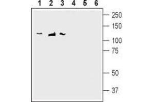 Discs, Large Homolog 1 (DLG1) peptide