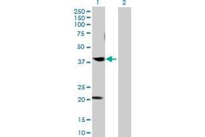 Western Blot analysis of CABLES1 expression in transfected 293T cell line by CABLES1 MaxPab polyclonal antibody.