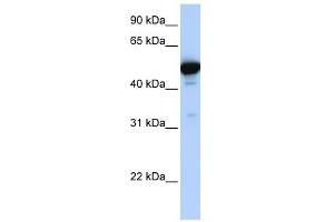 GLUD1 antibody used at 1 ug/ml to detect target protein. (GLUD1 Antikörper  (N-Term))