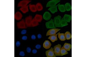 ABIN6257214 and ABIN6276104 staining Hela cells(45 min of heat-shock) by IF/ICC. (OPN5 Antikörper  (Internal Region))