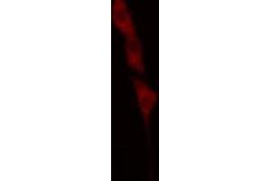 ABIN6269012 staining A549 cells by IF/ICC. (HSP70 1A Antikörper  (C-Term))