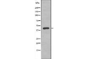 Western blot analysis of extracts from HeLa cells, using DUSP9 antibody. (DUSP9 Antikörper  (Internal Region))