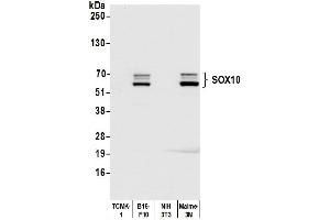 Western Blotting (WB) image for anti-SRY (Sex Determining Region Y)-Box 10 (SOX10) (AA 416-466) antibody (ABIN7454037) (Rekombinanter SOX10 Antikörper  (AA 416-466))