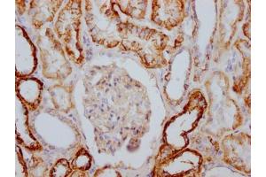 IHC image of ABIN7127819 diluted at 1:100 and staining in paraffin-embedded human kidney tissue performed on a Leica BondTM system. (Rekombinanter ATP1A1 Antikörper)