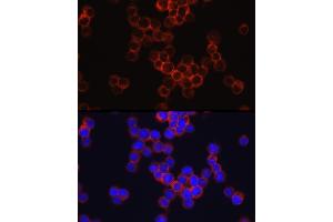 Immunofluorescence analysis of TF-1 cells using SIGLEC3/CD33 Rabbit pAb (ABIN3022815, ABIN3022816, ABIN3022817, ABIN1512703 and ABIN6219241) at dilution of 1:150 (40x lens).