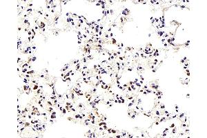 Immunohistochemistry analysis of paraffin-embedded Mouse lung using TEK Polyclonal Antibody at dilution of 1:300. (TEK Antikörper)