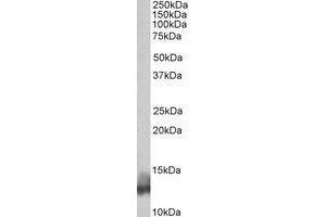 AP21293PU-N PLN antibody staining of Human Heart lysate at 0. (Phospholamban Antikörper  (N-Term))