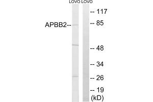 Western blot analysis of extracts from LOVO cells, using APBB2 antibody. (APBB2 Antikörper  (Internal Region))