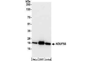 Western Blotting (WB) image for anti-NADH Dehydrogenase (Ubiquinone) Fe-S Protein 8, 23kDa (NADH-Coenzyme Q Reductase) (NDUFS8) (AA 160-210) antibody (ABIN7451010)