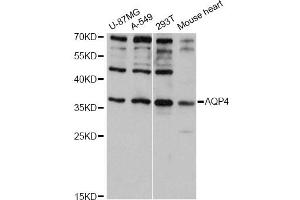 Western blot analysis of extracts of various cell lines, using AQP4 antibody (ABIN5971492) at 1:3000 dilution. (Aquaporin 4 Antikörper)