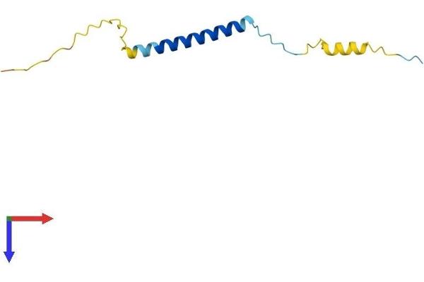 SMAGP Protein (AA 1-97) (His tag)
