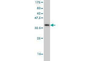 Western Blotting (WB) image for anti-TNF Receptor Superfamily, Member 6 (FAS) (AA 20-119) antibody (ABIN559907)