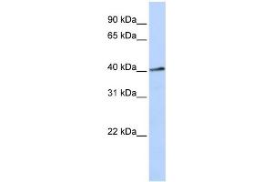 WB Suggested Anti-FOXL1 Antibody Titration: 0. (FOXL1 Antikörper  (N-Term))