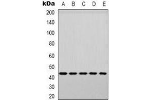 Western blot analysis of p38 (pY182) expression in PC3 (A), MCF7 (B), Raw264. (MAPK14 Antikörper  (pTyr182))