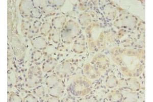 Immunohistochemistry of paraffin-embedded human pancreatic tissue using ABIN7165992 at dilution of 1:100 (PRRC1 Antikörper  (AA 200-445))
