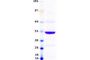 Western Blotting (WB) image for butyrophilin, Subfamily 2, Member A1 (BTN2A1) (Transcript Variant 2) protein (Myc-DYKDDDDK Tag) (ABIN2715354)