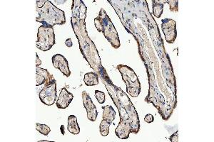 IHC analysis of SEC23IP using anti-SEC23IP antibody (ABIN7601222). (SEC23IP Antikörper  (AA 30-426))