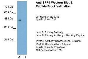Host:  Rabbit  Target Name:  SPP1  Sample Type:  Jurkat  Lane A:  Primary Antibody  Lane B:  Primary Antibody + Blocking Peptide  Primary Antibody Concentration:  2. (Osteopontin Antikörper  (C-Term))