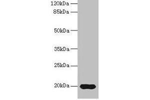 Western blot All lanes: Reg3g antibody at 14 μg/mL + Mouse kidney tissue Secondary Goat polyclonal to rabbit IgG at 1/10000 dilution Predicted band size: 20 kDa Observed band size: 20 kDa (REG3g Antikörper  (AA 27-174))