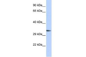 WB Suggested Anti-PACRG Antibody Titration: 0.