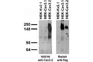 Stable cell immunoblot: extracts of HEK cells stably-expressing Flag-tagged Cav3.