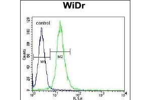 WDR5B Antibody (N-term) (ABIN655005 and ABIN2844640) flow cytometric analysis of WiDr cells (right histogram) compared to a negative control cell (left histogram). (WDR5B Antikörper  (N-Term))
