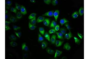 Immunofluorescence staining of Hela cells with ABIN7175626 at 1:133, counter-stained with DAPI. (VN1R1 Antikörper  (AA 1-56))