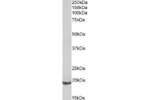 ABIN1590017 (0. (BCL2A1A Antikörper  (Internal Region))