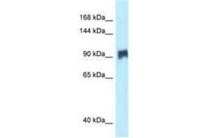 Image no. 1 for anti-Salt-Inducible Kinase 2 (SIK2) (AA 281-330) antibody (ABIN6747898) (SIK2 Antikörper  (AA 281-330))