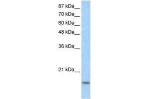 Western Blotting (WB) image for anti-Inhibitor of DNA Binding 3, Dominant Negative Helix-Loop-Helix Protein (ID3) antibody (ABIN2460429) (ID3 Antikörper)