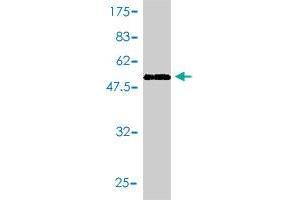 Western Blot detection against Immunogen (53. (YWHAB Antikörper  (AA 1-246))