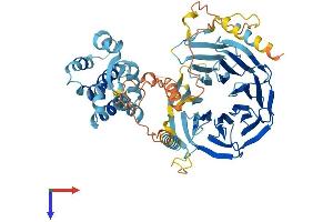 TAF5L Protein (AA 1-589) (His tag)