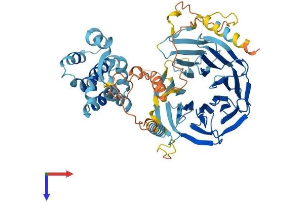 TAF5L Protein (AA 1-589) (His tag)
