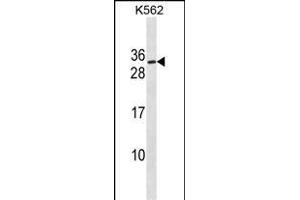 SSX3 Antibody (Center) (ABIN1538470 and ABIN2849880) western blot analysis in K562 cell line lysates (35 μg/lane). (SSX3 Antikörper  (AA 53-80))