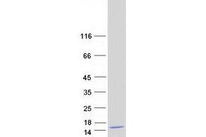 Validation with Western Blot (Banf2 Protein (Transcript Variant 2) (Myc-DYKDDDDK Tag))