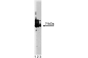 Western blot analysis of EFP on a human endothelial cell lysate. (TRIM25 Antikörper  (AA 32-210))