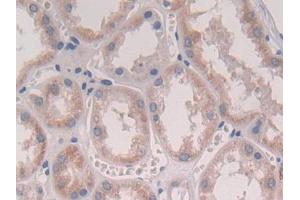 DAB staining on IHC-P; Samples: Human Kidney Tissue (IFNA2 Antikörper  (AA 24-188))
