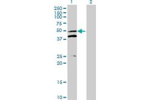 Western Blot analysis of MRPS5 expression in transfected 293T cell line by MRPS5 MaxPab polyclonal antibody. (MRPS5 Antikörper  (AA 1-430))