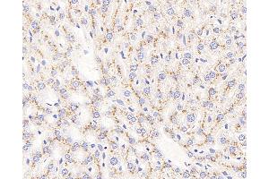 Immunohistochemistry analysis of paraffin-embedded mouse liver using CD107b Polyclonal Antibody at dilution of 1:400. (LAMP2 Antikörper)