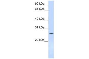 WB Suggested Anti-DCK Antibody Titration: 0. (DCK Antikörper  (Middle Region))