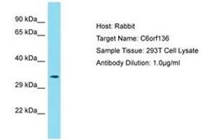 Image no. 1 for anti-Chromosome 6 Open Reading Frame 136 (C6ORF136) (AA 116-165) antibody (ABIN6750777) (C6ORF136 Antikörper  (AA 116-165))