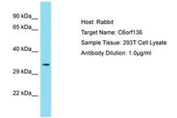 C6ORF136 Antikörper  (AA 116-165)