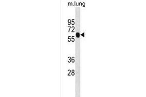 ENO4 Antibody (Center) (ABIN1538383 and ABIN2850079) western blot analysis in mouse lung tissue lysates (35 μg/lane). (ENO4 Antikörper  (AA 388-414))
