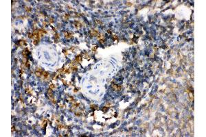 Anti- TGM2 Picoband antibody, IHC(P) IHC(P): Rat Spleen Tissue (Transglutaminase 2 Antikörper  (N-Term))