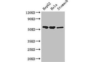 Western Blot Positive WB detected in: HepG2 whole cell lysate, Hela whole cell lysate, Mouse stomach tissue All lanes: SLC37A2 antibody at 3 μg/mL Secondary Goat polyclonal to rabbit IgG at 1/50000 dilution Predicted band size: 55, 43, 14 kDa Observed band size: 55 kDa (SLC37A2 Antikörper  (AA 46-84))