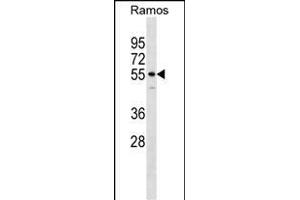 IQCB1 Antibody (Center) (ABIN1538379 and ABIN2848714) western blot analysis in Ramos cell line lysates (35 μg/lane). (IQCB1 Antikörper  (AA 384-411))