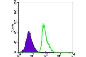 Flow cytometric analysis of Raji cells using FCER2 mouse mAb (green) and negative control (purple). (FCER2 Antikörper)
