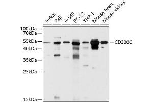 Western blot analysis of extracts of various cell lines, using CD300C antibody (ABIN6130071, ABIN6138161, ABIN6138162 and ABIN6214666) at 1:1000 dilution. (CD300c Antikörper  (AA 21-183))